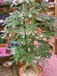 Image result for Cussonia zimmermannii
