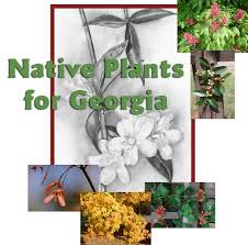 These trees, also known as southern magnolia, with their enormous flowers high into the tree are special sight right now in the washington dc area. University Of Georgia Site On Native Plants Nice Introduction Into How To Incorporate Plants Into Garden Native Plants Plants Native Plant Gardening
