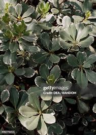 Image result for Pittosporaceae