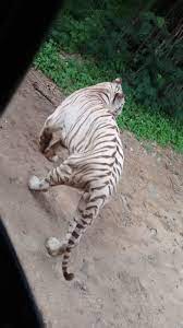 File:Tiger ass.jpg - Wikimedia Commons