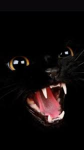 Pin By Noneofyourbusiness On Ios7 Iphone 5 Wallpaper Cats Black Cat Black Cat Halloween