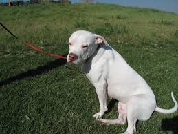 Black And White American Bulldog Pitbull Mix American Bulldog Pitbull Mix Los Angeles State Historic Park American Bulldog Pitbull Mixpet Photos Gallery Dog Pet Blue In 2020 Bulldog Breeds Pitbull Dog Dog Mixes