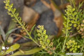 Image result for Lepidium bonariense