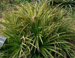 Image result for Aloe carnea