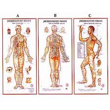 Acupuncture Body Charts At Rs 250 Unit George Town Chennai Id 4559432730