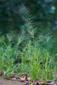 Image result for Sporobolus tenuissimus