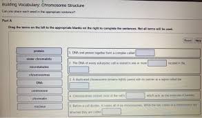 Chapter 8 from dna to proteins. Solved Building Vocabulary Chromosome Structure Can You Chegg Com