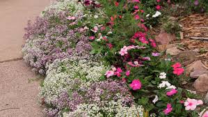 Dorene Weinstein's flowers