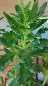 Image result for Kalanchoe laciniata