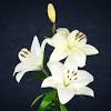 Some other chinese flowers carry negative meanings, such as infidelity. 1