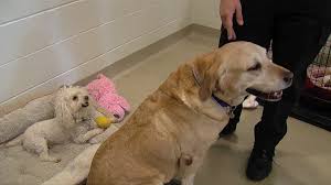 Licensing your pet is the law seattle municipal code section 9.25.050 requires that all cats, dogs, miniature goats and potbellied pigs be licensed. There S A New Way To Get A Pet License Montgomery Community Media