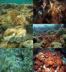 Image result for Hypoxis monanthos