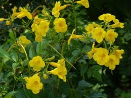 Winter hardy, attracts butterflies low, mounding, evergreen shrub; Tecoma Stans Esperanza Yellow Flowering Shrub Gold Stars Colorful Garden