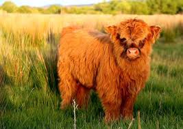The scottish highland cows are a bit smaller than the bulls, but they are still large. 20 Adorable Photos Of Fuzzy Highland Cattle Calves