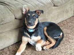 However, there can also be a mix of german shepherd models. German Shepherd Rottweiler Mix Breed Info Characteristics And Pictures Animalso