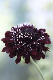 Pin On Blommor Blad