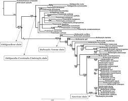 Image result for Bulbostylis trabeculata