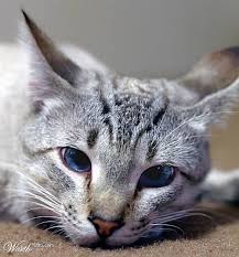 Although the blue characteristic is fully dependent on genetics, certain things are consistent among these cats. Silver Tabby Blue Eyes Novocom Top