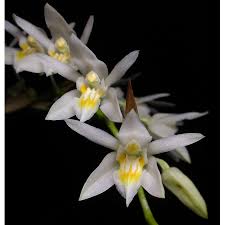 Image result for Polystachya vulcanica