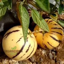 Image result for Pycreus muricatus