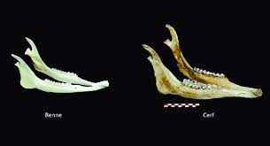 Mandibules quentin dupieux shows no signs of slowing, with his eighth feature mandibules a new premiere in three consecutive years. Mandibules De Renne Et De Cerf Photos C Ph Jugie Musee National De Download Scientific Diagram