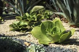 How To Care For A Donkey Ear Plant Ehow Plants Tall Flowers Succulents