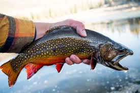 Outsmarting Fish | Sharing the Good(s) of Fly Fishing