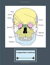 Human anatomy of the hip vector illustration. Composition Notebook Labeled Human Skull Diagram Facial Bones Gray Background Publishing Castlecomer 9781794116009 Amazon Com Books