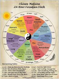 circadian rhythms chart chinese medicine inspiration