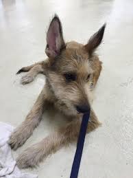 Maybe you would like to learn more about one of these? Gatsby Is 6 Months Old Today
