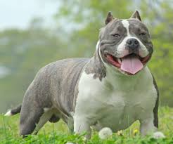 american bully all you need to know