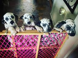 Welcome to our tennessee teacup puppies information page. Dalmatian Puppies 625 Garden Items For Sale Cookeville Tn Shoppok