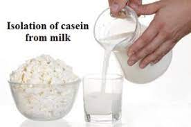 Isolation Of Casein From Milk Bioscience Notes