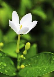 We did not find results for: A List Of Flowers Blooming At Night Like Stars Emitting Light Gardenerdy