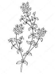 Bildergebnis Fur Thymian Zeichnung Schwarz Weiss Flower Graphic Kids Meal Plan Dinners For Kids