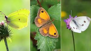 Big Butterfly Count Which Common Uk Species To Look For