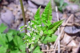 Image result for Tacazzea rosmarinifolia
