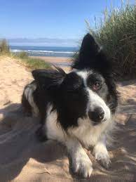 Gorgeous Border Collie On Northumberland Beach In 2020 Dog Beach Dogs Border Collie