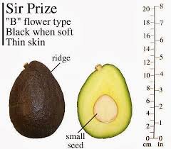 Sir Prize Avocado Tree 28 F B Flower Type 50 Tall Upright Growth Hardy Avocado Avocado Tree Avocado Varieties