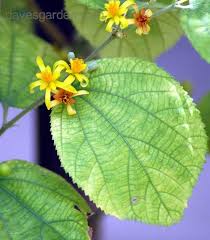 Image result for Grewia filipes