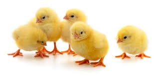 For chicken, we first brine the bird for two hours in heavily salt water with leeks, lemon and black pepper. 3 Simple Ways To Determine The Age Of A Chicken Chickens And More