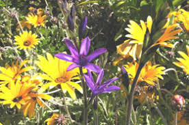 Image result for Babiana