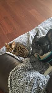 This question is asked by most newly bengal cat owners. Who Walks Their Bengal On A Leash Need Advice Bengalcats