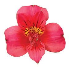 Our alstroemeria start as tubers and flowers are either solitary blooms or are borne in umbels in many shades of orange, white, red, purple, yellow and green on compact plants. Order Alstroemeria Colors Of 100 Stems Online Whole Blossoms