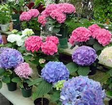 Before we jump into cut hydrangea care, though, let's first cover a little bit of their background and symbolism. Hydrangea Flower Facts Meanings And Colors Of Hydrangeas