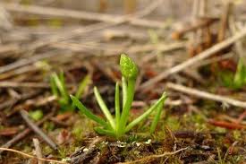 Image result for Lycopodiaceae