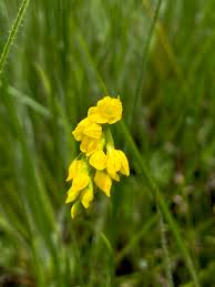 Image result for Schizochilus