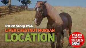 Stunning liver chestnut purebred arabian stallion. Rdr2 Story Liver Chestnut Morgan Location Red Dead Redemption 2 Ps4 Youtube