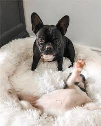 To avoid matting of the fur, it is important that the bed is. China Best Friends By Sheri Calming Shag Vegan Fur Donut Cuddler China Pet Supply And Calming Dog Bed Price