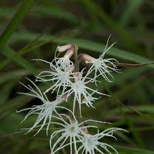 Image result for Schizochilus